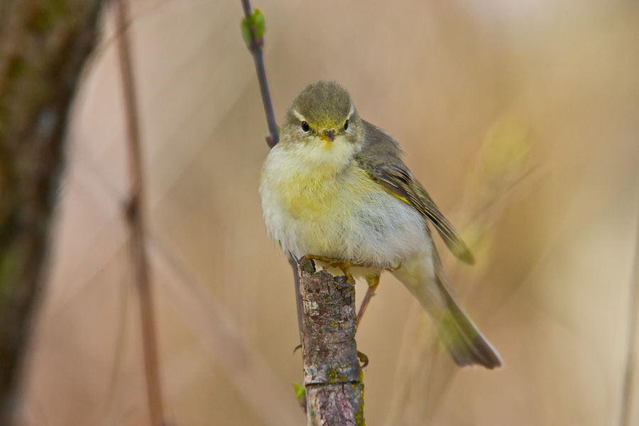 Willow Warbler