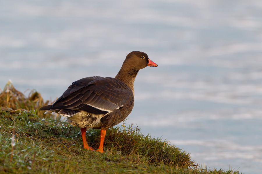 Lesser White-fronted Goose