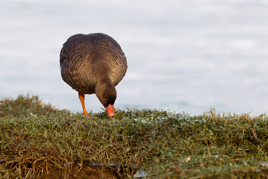 Lesser White-fronted Goose