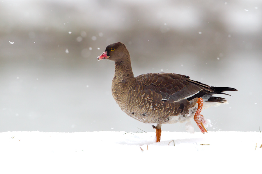 Lesser White-fronted Goose