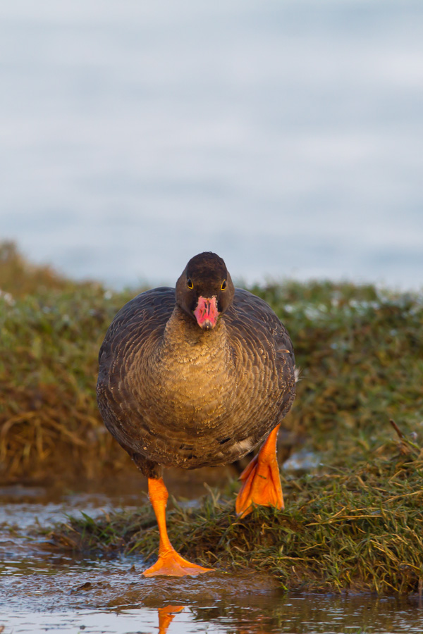 Lesser White-fronted Goose