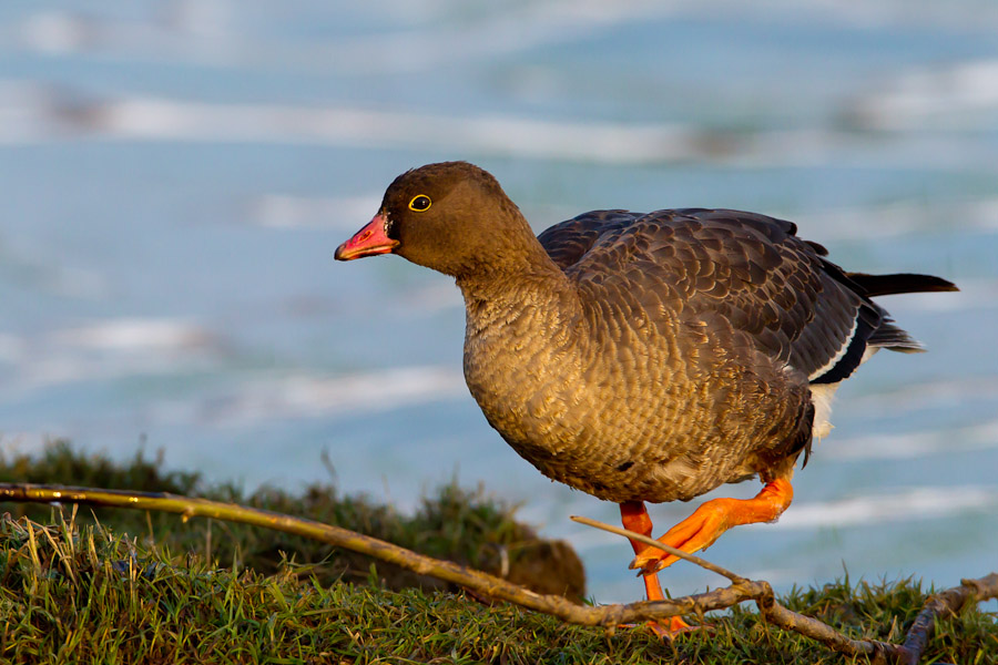 Lesser White-fronted Goose