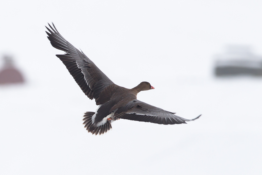 Lesser White-fronted Goose