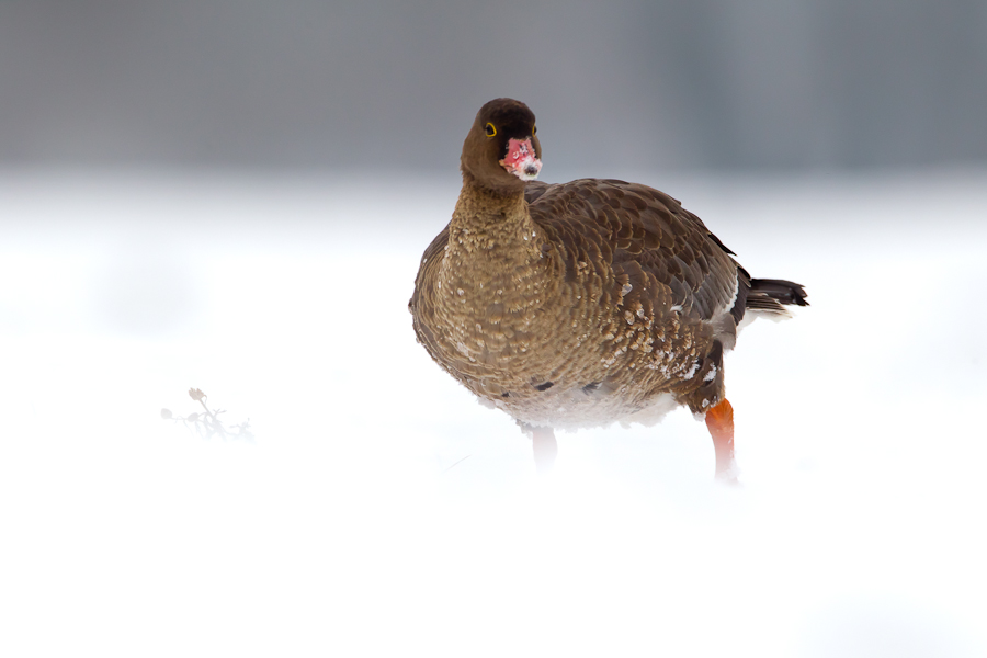 Lesser White-fronted Goose