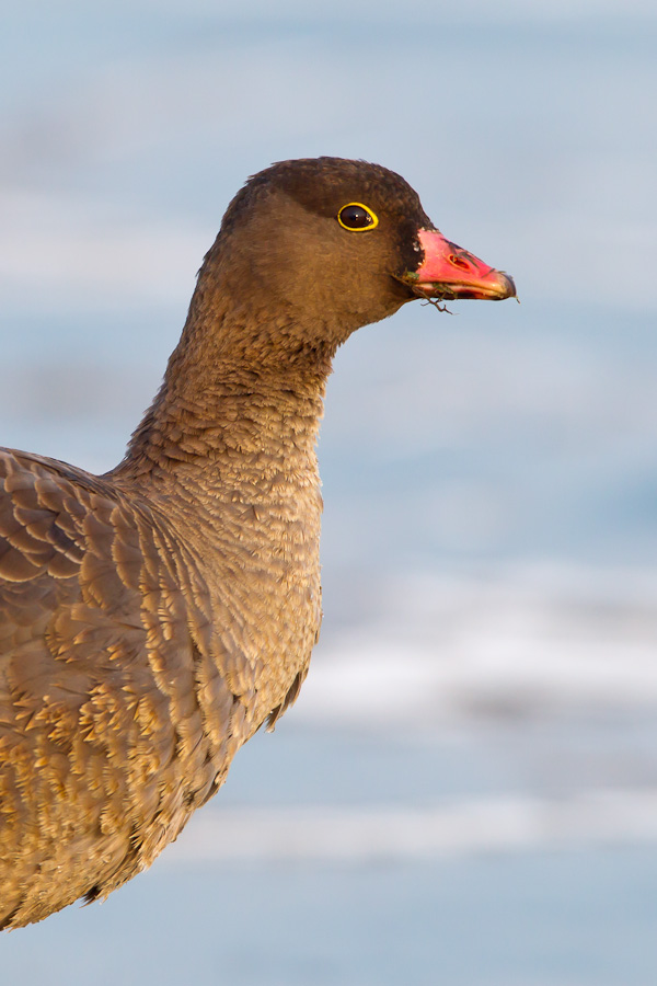 Lesser White-fronted Goose