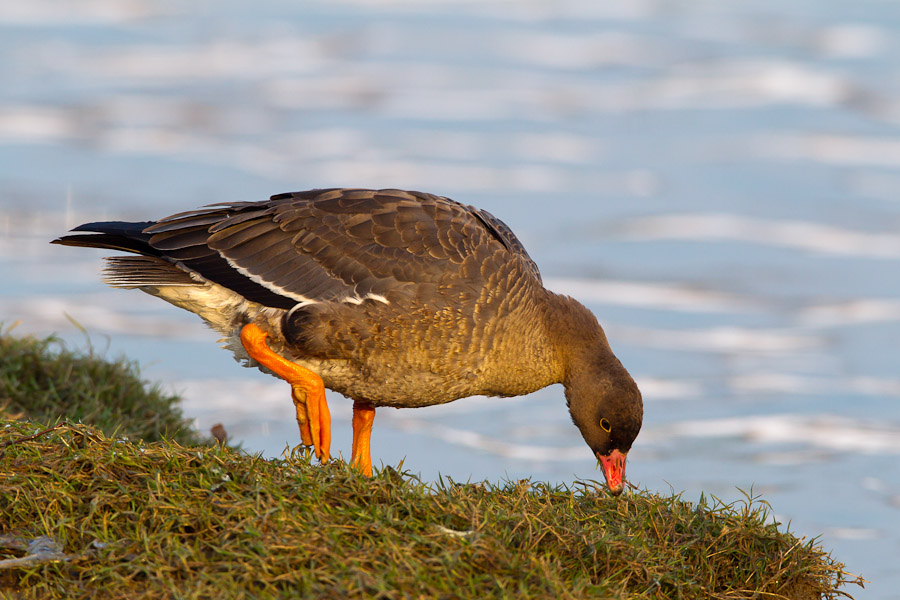 Lesser White-fronted Goose