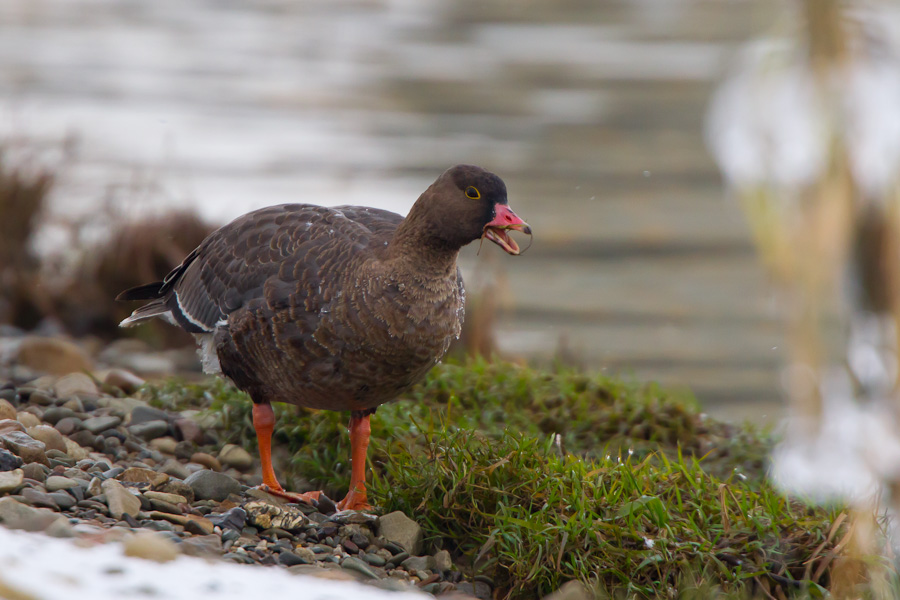 Lesser White-fronted Goose