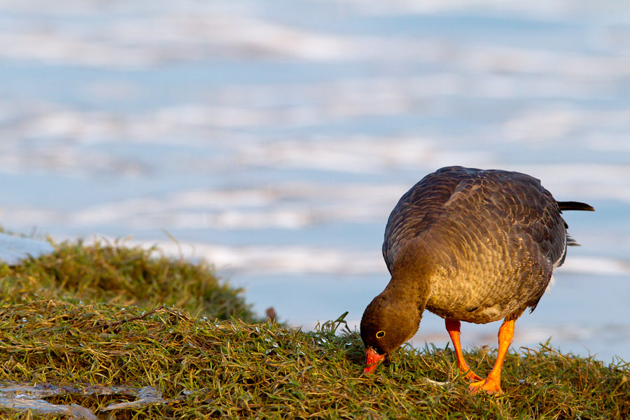 Lesser White-fronted Goose