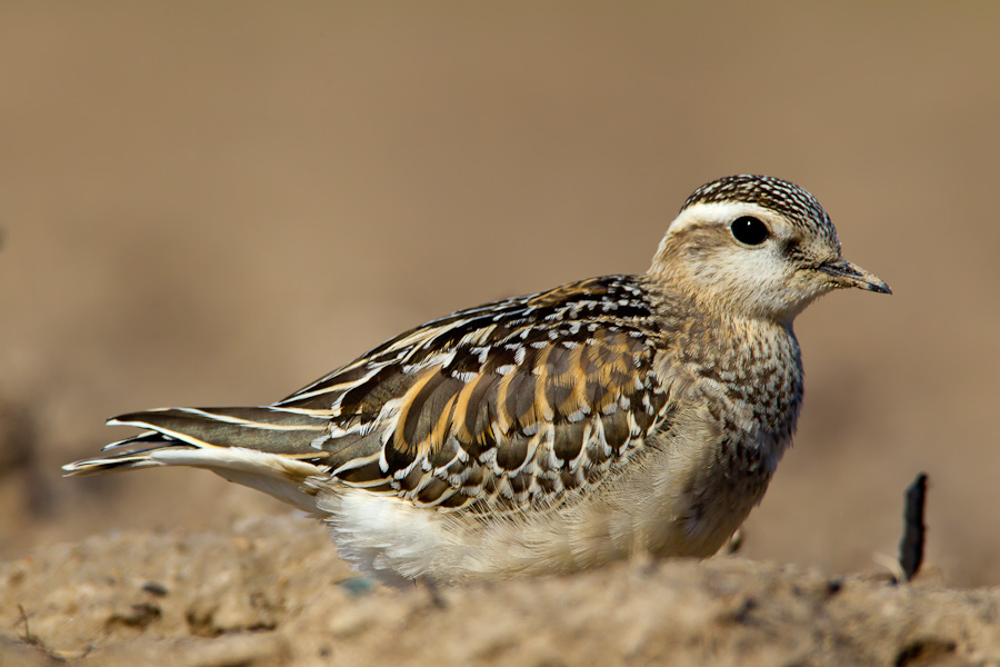 Eurasian Dotterel