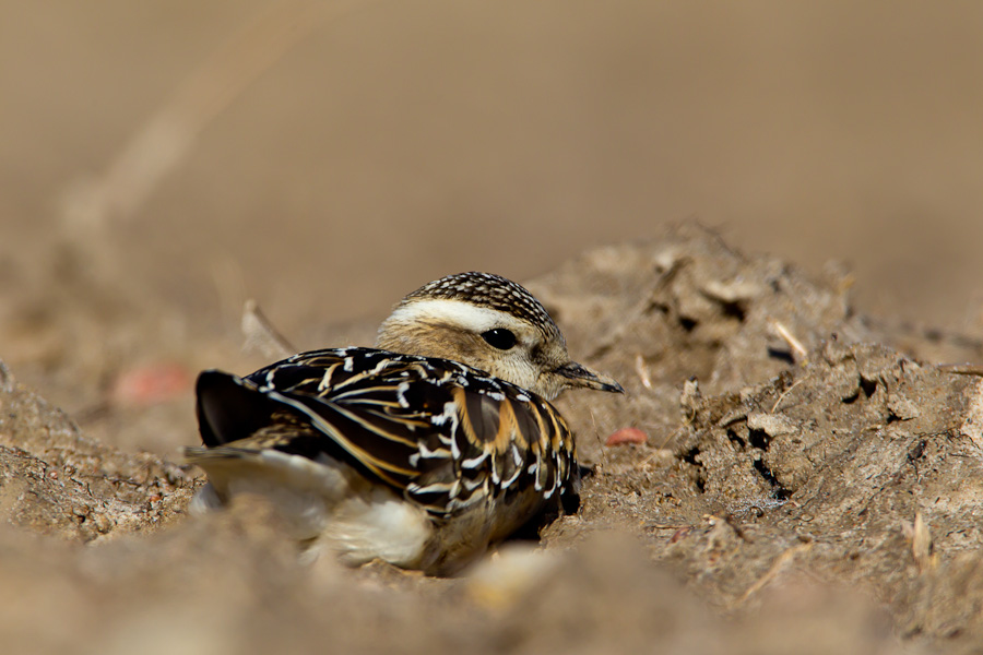 Eurasian Dotterel