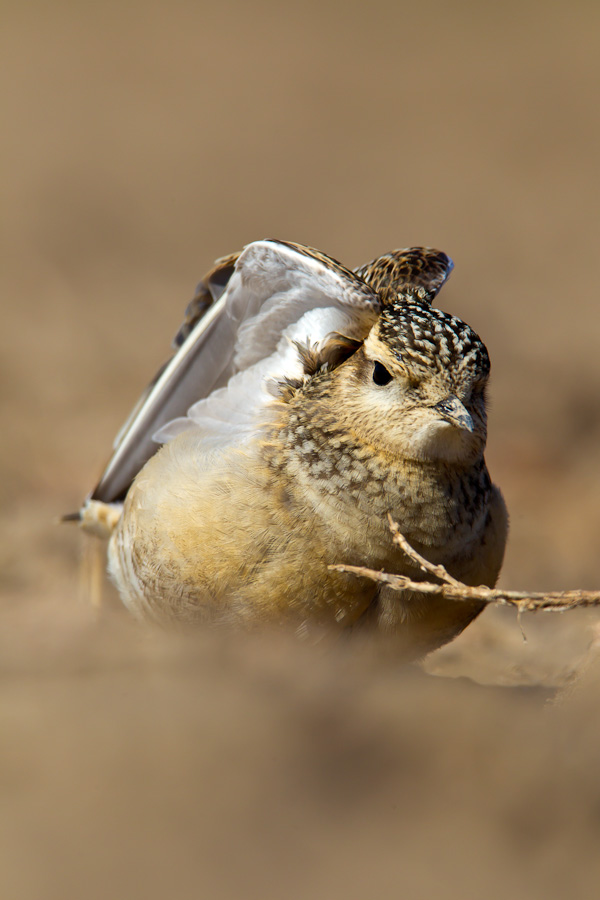 Eurasian Dotterel