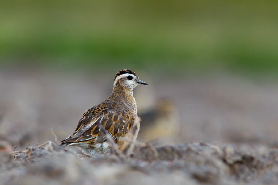 Eurasian Dotterel