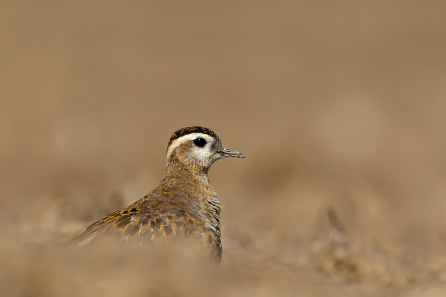 Eurasian Dotterel