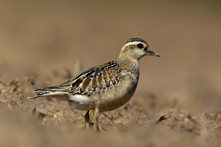 Eurasian Dotterel