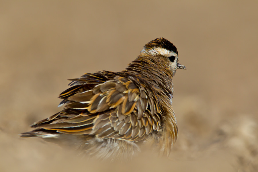 Eurasian Dotterel