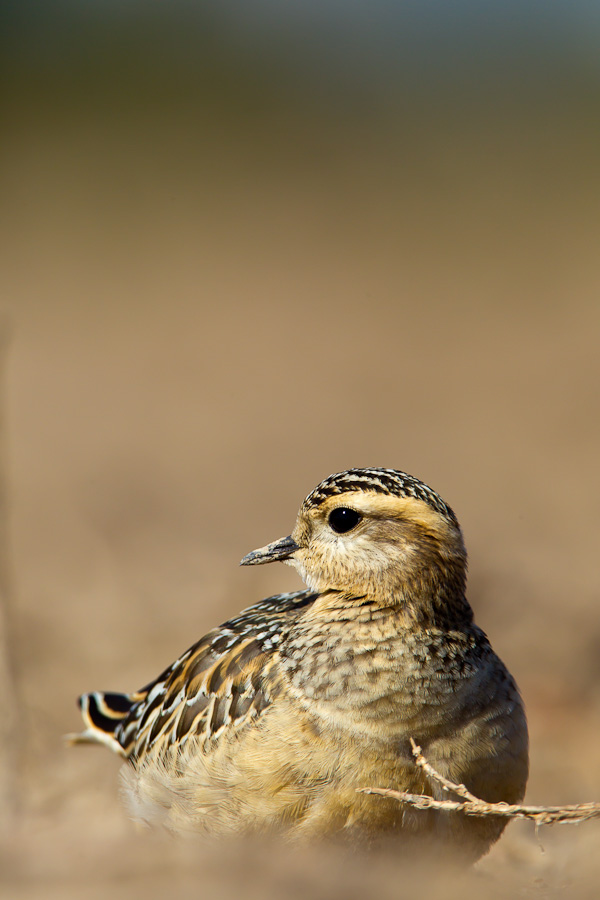 Eurasian Dotterel