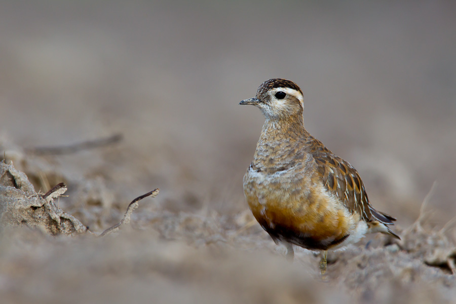 Eurasian Dotterel