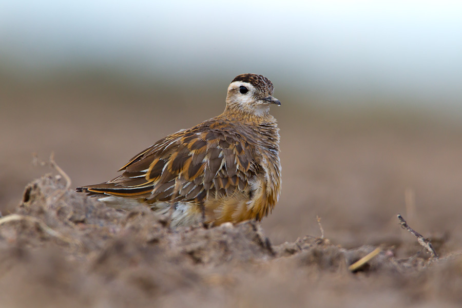 Eurasian Dotterel