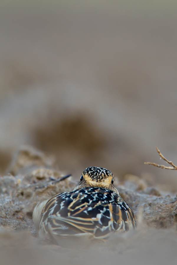 Eurasian Dotterel