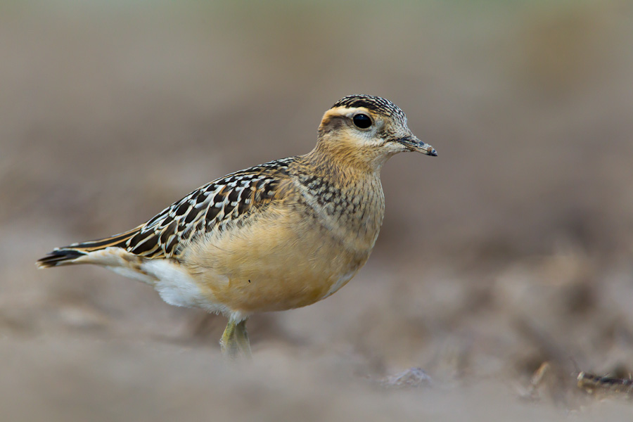 Eurasian Dotterel