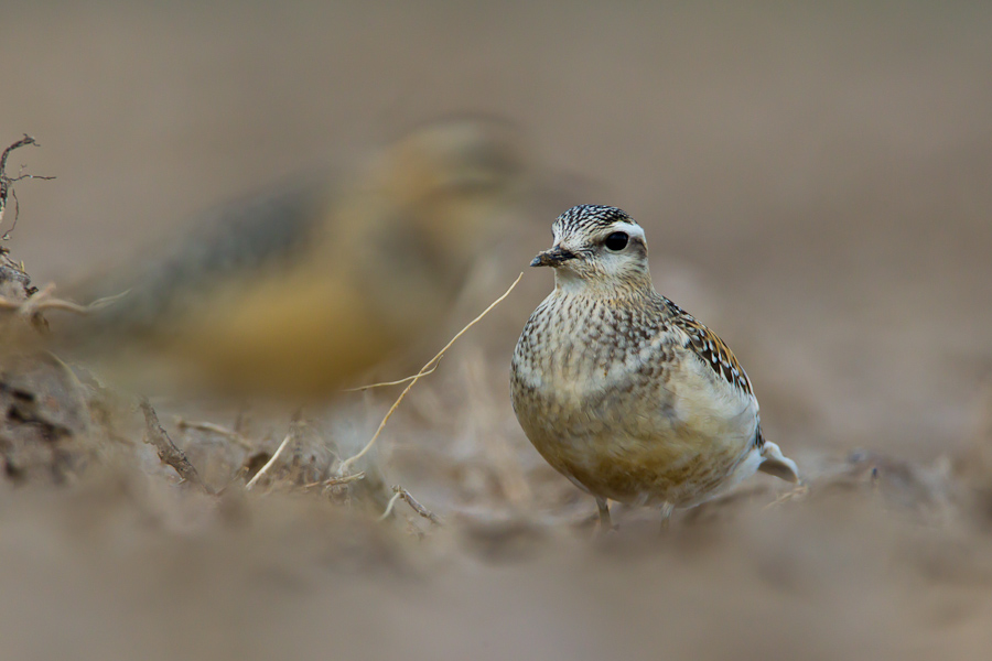 Eurasian Dotterel