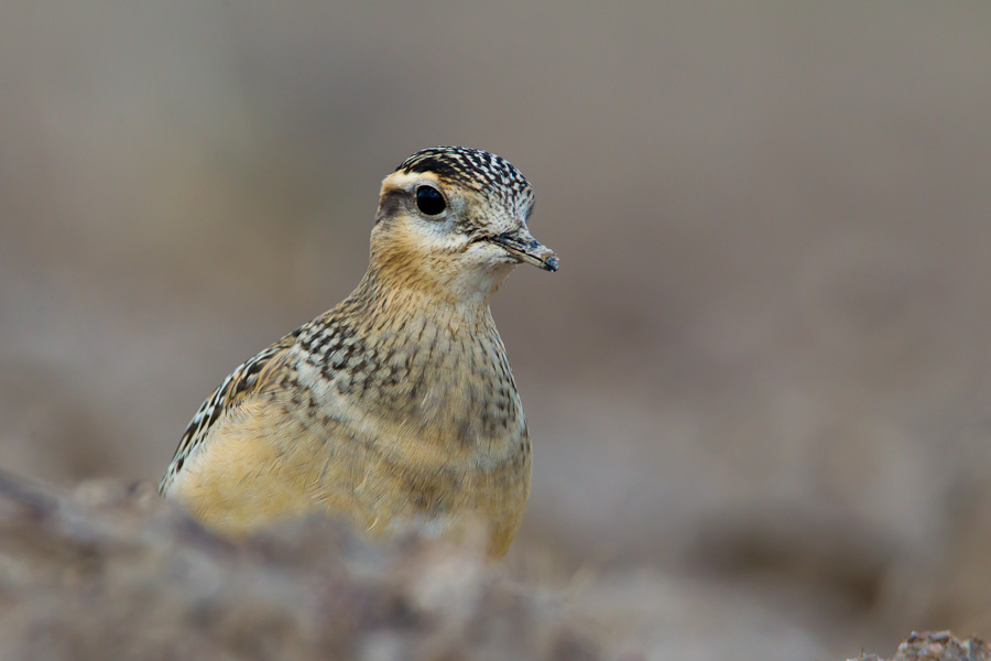 Eurasian Dotterel