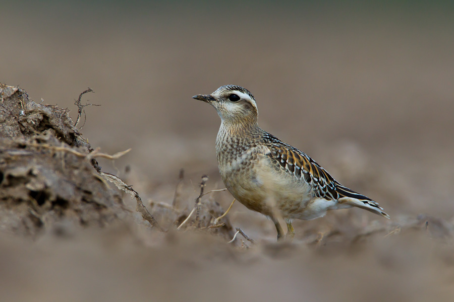 Eurasian Dotterel