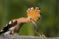 Hoopoe