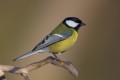 Great Tit