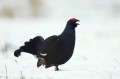 Black Grouse