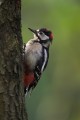 Great Spotted Woodpecker