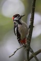 Great Spotted Woodpecker