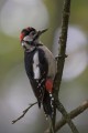 Great Spotted Woodpecker