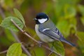 Great Tit