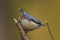 Nuthatch