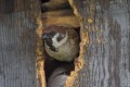 Tree Sparrow