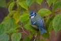 Blue Tit