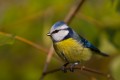 Blue Tit