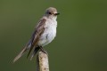 Spotted Flycatcher