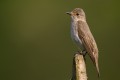 Spotted Flycatcher