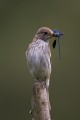 Spotted Flycatcher