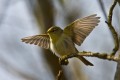 Willow Warbler