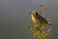 Citrine Wagtail