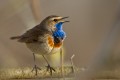 Bluethroat