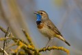 Bluethroat