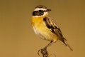 Whinchat