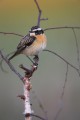 Whinchat