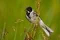 Reed Bunting