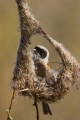 Penduline Tit