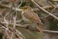 Thrush Nightingale